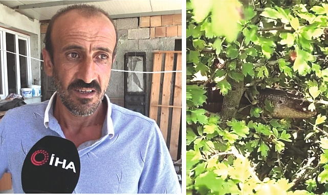 Hatay’da vatandaşlar arasında ‘kör yılan’ olarak bilinen boyu yaklaşık 1