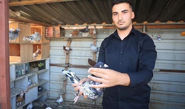 Hatay’da 13 yıldır güvercinlerin besleyen Mustafa Toman, güvercin yumurtalarını kontrol ettiği sırada