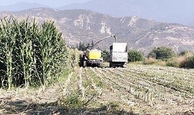 Hatay’ın Arsuz ilçesinde silajlık mısırın hasadına başlandı. Arsuz ilçesinde toplam