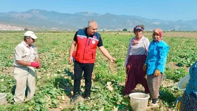 Hatay Tarım ve Orman İl Müdürü Abdurrahman Türkmen, salatalık hasadı