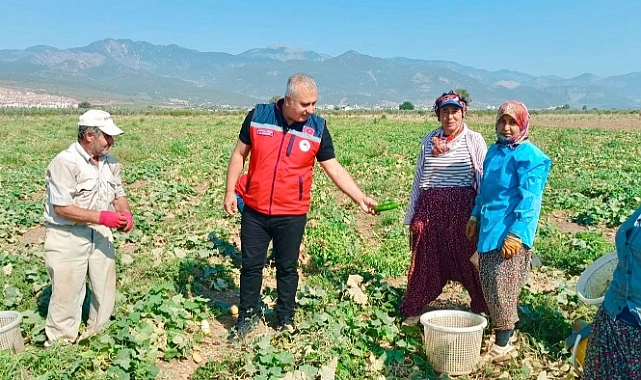 Hatay Tarım ve Orman İl Müdürü Abdurrahman Türkmen, salatalık hasadı