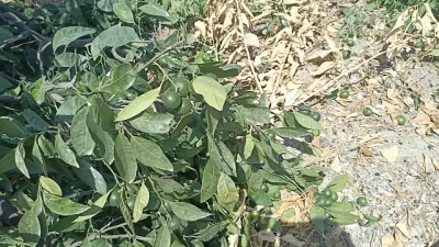 Hatay’ın Samandağ ilçesi Kurtderesi Mahallesi’nde dün sabah saatlerinde inşaat firmasına