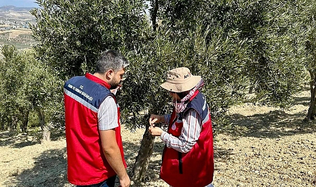 Hatay Tarım ve Orman İl Müdürlüğü, zeytin üreticilerini bilinçlendirmek ve